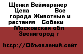 Щенки Веймаранер › Цена ­ 40 000 - Все города Животные и растения » Собаки   . Московская обл.,Звенигород г.